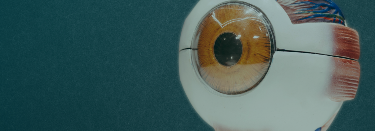 A scientific model of an eyeball shows the pupil and iris. In the back, a part of the model is cut away to see the inside of the eye.