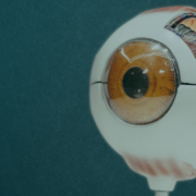 A scientific model of an eyeball shows the pupil and iris. In the back, a part of the model is cut away to see the inside of the eye.