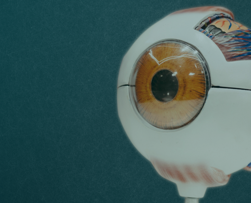 A scientific model of an eyeball shows the pupil and iris. In the back, a part of the model is cut away to see the inside of the eye.